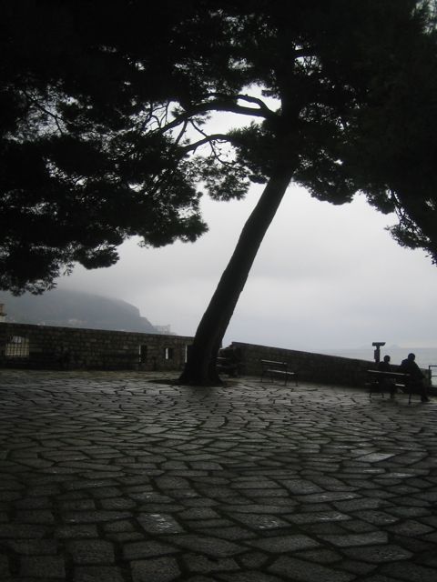 Shady Tree in a public square over Dubrovnik, Croatia