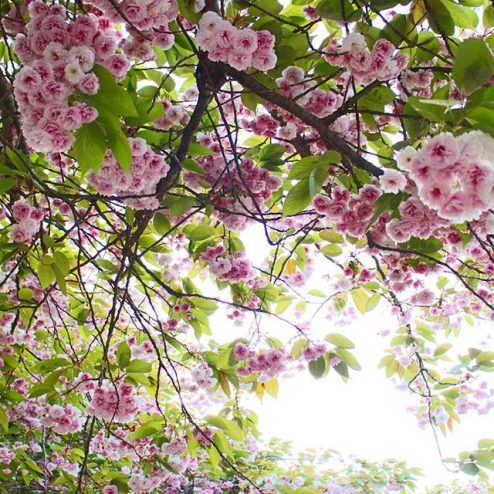 Pink blossoms and green leaves in Cambridge, England. beautiful tree image