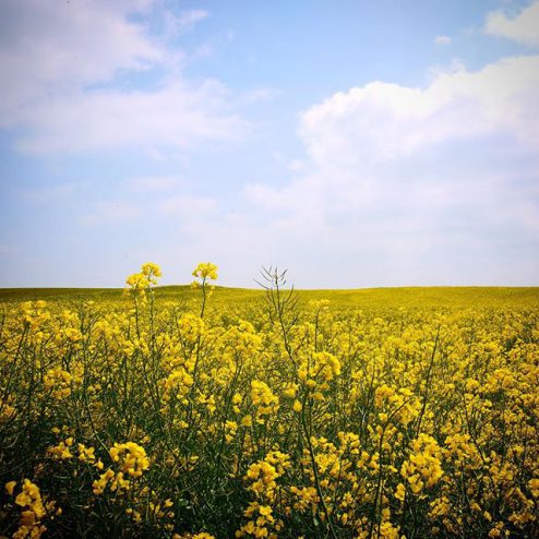 french flowers in a field, springtime yellow blossoms, france imagery, photos of normandy