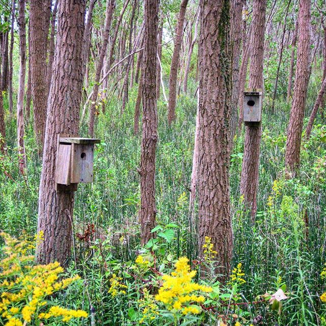 Wooden bat houses on tree trunks in Tommy Thompson Park, Toronto's Leslie Street Spit